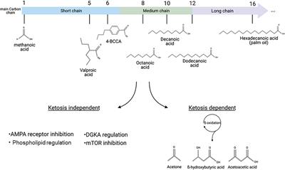 Using Dictyostelium to Advance Our Understanding of the Role of Medium Chain Fatty Acids in Health and Disease